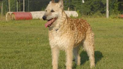 American Kennel Club recognizes new breed - fox29.com - New York - Usa - Belgium