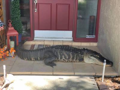 Ding dong: Nearly 9-foot alligator missing limbs found on Florida doorstep - clickorlando.com - state Florida - county Hillsborough