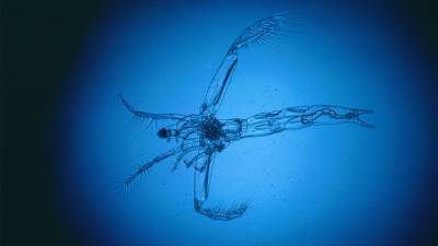 ‘Ghost fleas’ bring toxic mercury up from the depths of prairie lakes - sciencemag.org