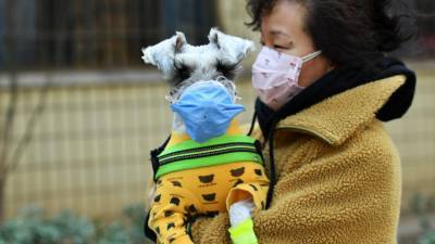 Household dog in Tarrant County tests positive for COVID-19 after owners contract virus - fox29.com - China - state Texas - county Worth - city Fort Worth, state Texas - county Tarrant - province Hebei