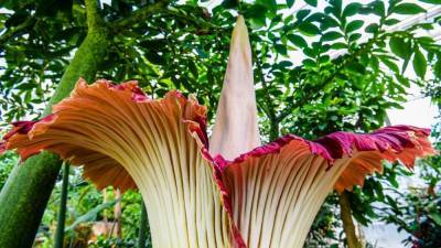 Rare 'Corpse Flower' set to bloom at Longwood Gardens, and you can watch it live - fox29.com - county Garden - county Chester - Belgium