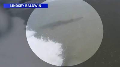 Sharks surround surfer off New Smyrna Beach - clickorlando.com - state Florida - county Baldwin - city New Smyrna Beach, state Florida