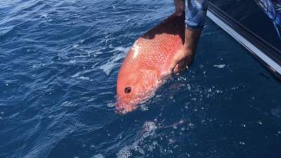 What you need to know before snapper mini season opens Friday - clickorlando.com - state Florida - city Jacksonville, state Florida