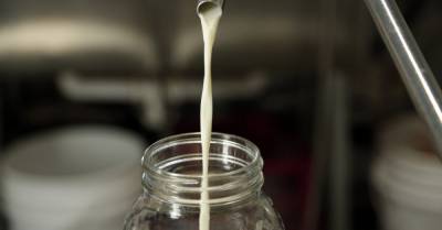 Raw milk may harbor antibiotic-resistant germs - medicalnewstoday.com - state California - county Davis