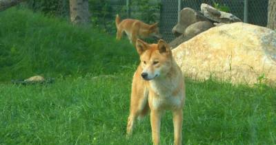 Dingoes, Koda the bear and new babies await guests as Saskatoon zoo reopens - globalnews.ca - state Indiana