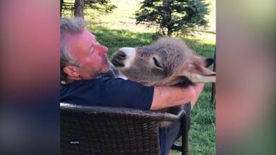 'Honey, baby, mine': Man serenades donkey foal with ‘Crawdad Song’ - fox29.com - state Ohio