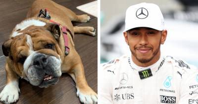 Lewis Hamilton - Expert warns Lewis Hamilton's dog's vegan diet is 'unethical' and will lead to 'ill health' - ok.co.uk - Britain