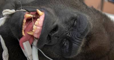 Shango the gorilla given coronavirus test after developing fever following fight - mirror.co.uk - county Miami