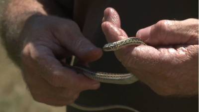 Woman finds dozens of snakes in apartment after building renovations - fox29.com - Charlotte - city Denver - state Colorado - county Aurora