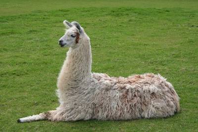 UK researchers engineer antibodies from llamas against Covid-19 - pharmaceutical-technology.com - Britain