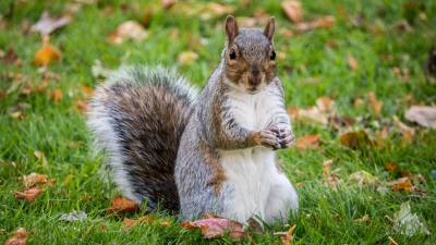 Squirrel tests positive for bubonic plague in Colorado - fox29.com - county Morrison - state Colorado - county Jefferson