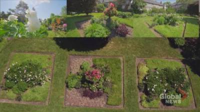 Melanie Zettler - Coronavirus: Toronto communal garden offers residents beauty and stress relief - globalnews.ca