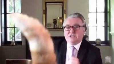 ‘Rojo, put your tail down’: Cat interrupts virtual parliament meeting - fox29.com - Scotland