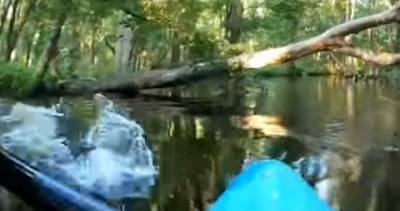 Alligator rams kayak, flips man into river in terrifying video - globalnews.ca - Australia - city Wilmington