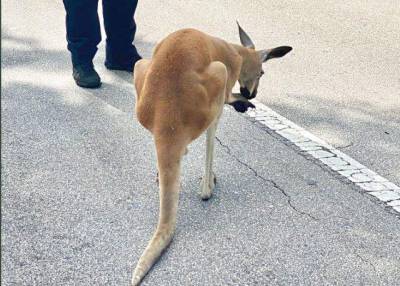 Florida police capture runaway kangaroo - clickorlando.com - state Florida - county Lauderdale - city Fort Lauderdale, state Florida