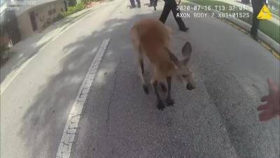 Kangaroo in custody after hopping through South Florida neighborhood - fox29.com - state Florida - county Lauderdale - city Fort Lauderdale, state Florida