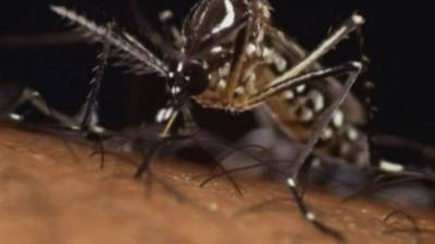How to cope with the itchy issue of mosquitoes - fox29.com - state New Jersey - county Camden - county Hill - county Cherry