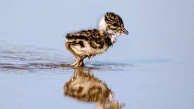 Global warming shrinks bird breeding windows, potentially threatening species - sciencemag.org