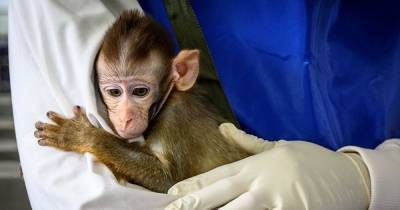 'Deadly' Covid vaccine tests on monkeys risk further outbreaks and must stop, warns PETA - dailystar.co.uk - India