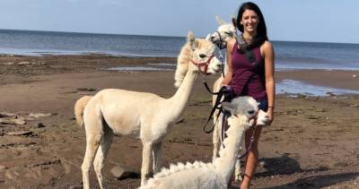 N.B. company offering alpaca and llama beach tour gets a sea of bookings - globalnews.ca - county Creek