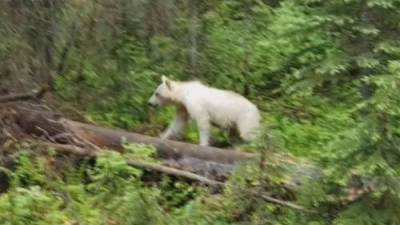 Rare white grizzly bear spotted in B.C.’s Yoho National Park - globalnews.ca