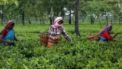 Indian tea prices jump to record as floods, COVID-19 slash output - livemint.com - city New Delhi - India - Sri Lanka - city Mumbai - Kenya