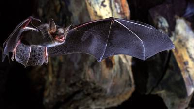 How bats have outsmarted viruses—including coronaviruses—for 65 million years - sciencemag.org - Antarctica