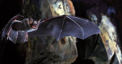 Bats 'help cure coronavirus, cancer and stop ageing' as scientists map animals' DNA - dailystar.co.uk