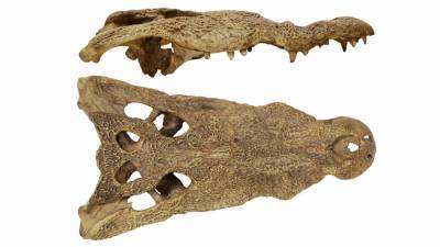 Ancient skull could be ‘missing link’ between African and American crocodiles - sciencemag.org - Usa - Libya