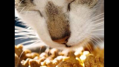 Free pet food! Pet Alliance of Greater Orlando offering another giveaway - clickorlando.com