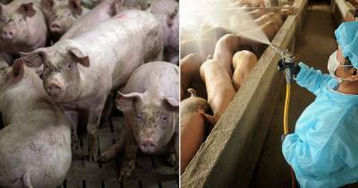 Swine flu could reach pandemic levels as experts say it could go global - dailystar.co.uk - China