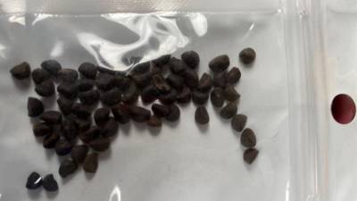 Mysterious seeds being mailed to Virginia residents could be from China - fox29.com - China - Washington - state Virginia