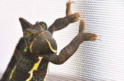Pet chameleon finally caught after 8 months on the run - clickorlando.com - India - state Florida