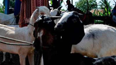 No buyers, huge losses: Covid turns Eid insipid for goat sellers - livemint.com - India - city Delhi