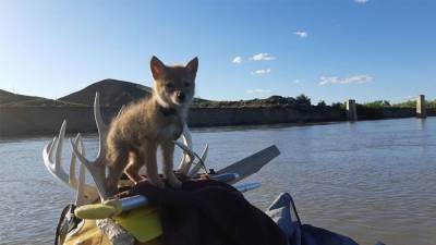 Man saves drowning coyote pup, takes it on 10-day rafting trip - fox29.com - Canada