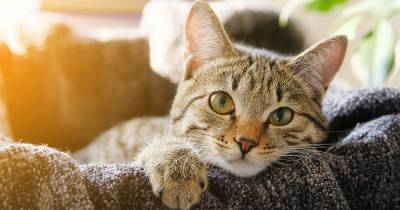 Pet cat infected with coronavirus for first time in the UK - mirror.co.uk - Britain
