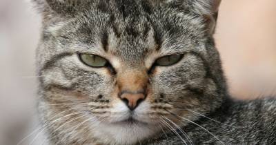Pet cat first animal in UK to test positive for coronavirus - manchestereveningnews.co.uk - Britain