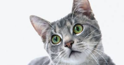 Health England - Yvonne Doyle - Government on what every pet owner should now do after cat tests positive for coronavirus - manchestereveningnews.co.uk - Britain