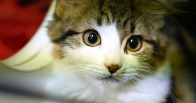 Pet cat tests positive for coronavirus in 1st animal case for U.K. - globalnews.ca - Britain