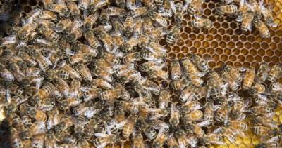 New Brunswick - New Brunswick beekeepers expect 2020 to be a sweet year for honey production - globalnews.ca - state California - state Hawaii