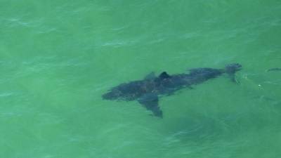 Atlantic City - 10-foot great white shark pings off coast of New Jersey - fox29.com - state Florida - state New Jersey