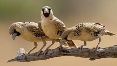 Not even scientists can tell these birds apart. But now, computers can - sciencemag.org
