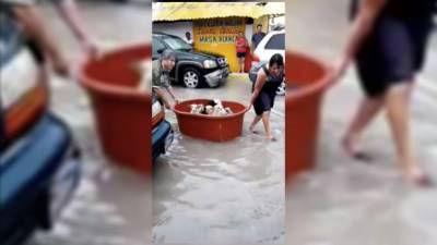 Couple rescues puppies after losing ‘everything’ to Hanna flooding in Mexico - fox29.com - Mexico - city Mexico