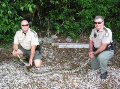 5,000 Burmese pythons removed from the Everglades - clickorlando.com - Burma