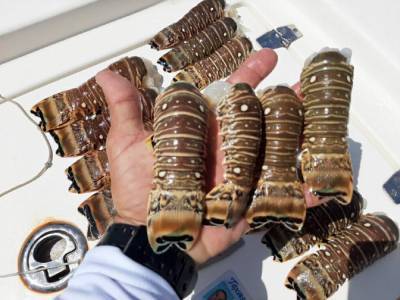 Houston man jailed after getting jump on lobster miniseason - clickorlando.com - state Florida - state Texas - county Monroe - city Houston