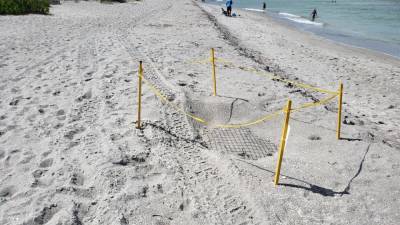 Six sea turtle nests run over on Florida beach, FWC says - fox29.com - state Florida - county Island