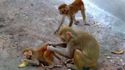 Monkeys infected with novel coronavirus developed short-term immunity - livemint.com - China
