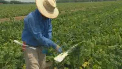 Abigail Bimman - Growing COVID-19 outbreaks among migrant workers in Ontario - globalnews.ca - county Ontario