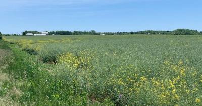 Work stoppage escalates COVID-19 farm testing fears, Ontario growers say - globalnews.ca - county Windsor - county Essex