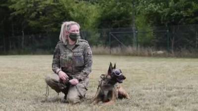 Dogs trained to accurately sniff out COVID-19 - globalnews.ca - Germany